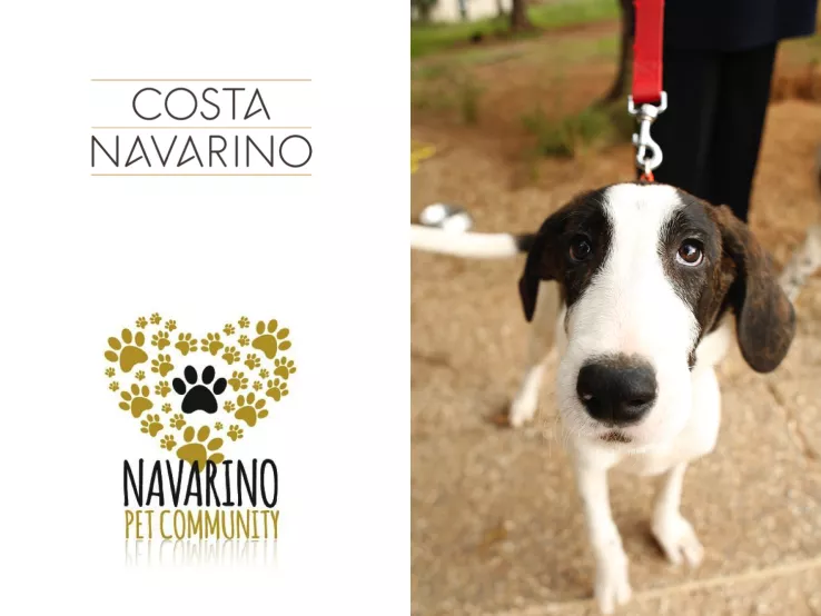 Die Navarino Pet Community in Costa Navarino und einer ihrer Hunde